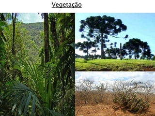 Vegetação
 