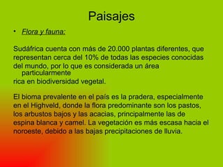 Paisajes Flora y fauna: Sudáfrica cuenta con más de 20.000 plantas diferentes, que representan cerca del 10% de todas las especies conocidas del mundo, por lo que es considerada un área particularmente rica en biodiversidad vegetal.  El bioma prevalente en el país es la pradera, especialmente en el Highveld, donde la flora predominante son los pastos, los arbustos bajos y las acacias, principalmente las de espina blanca y camel. La vegetación es más escasa hacia el noroeste, debido a las bajas precipitaciones de lluvia.  