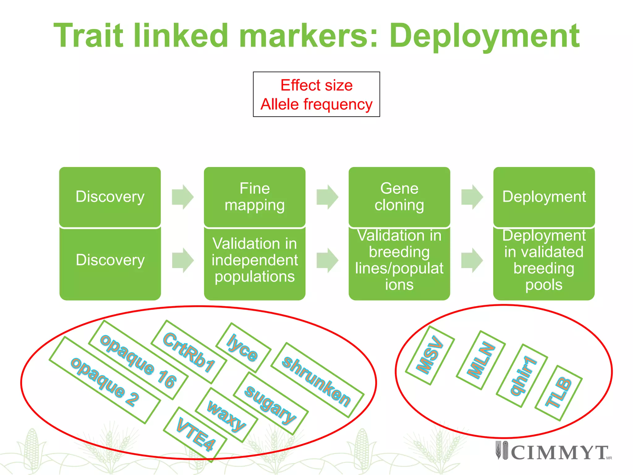 Trait linked markers: Deployment
Discovery
Validation in
independent
populations
Validation in
breeding
lines/populat
ions
Deployment
in validated
breeding
pools
Discovery
Fine
mapping
Gene
cloning
Deployment
Effect size
Allele frequency
 