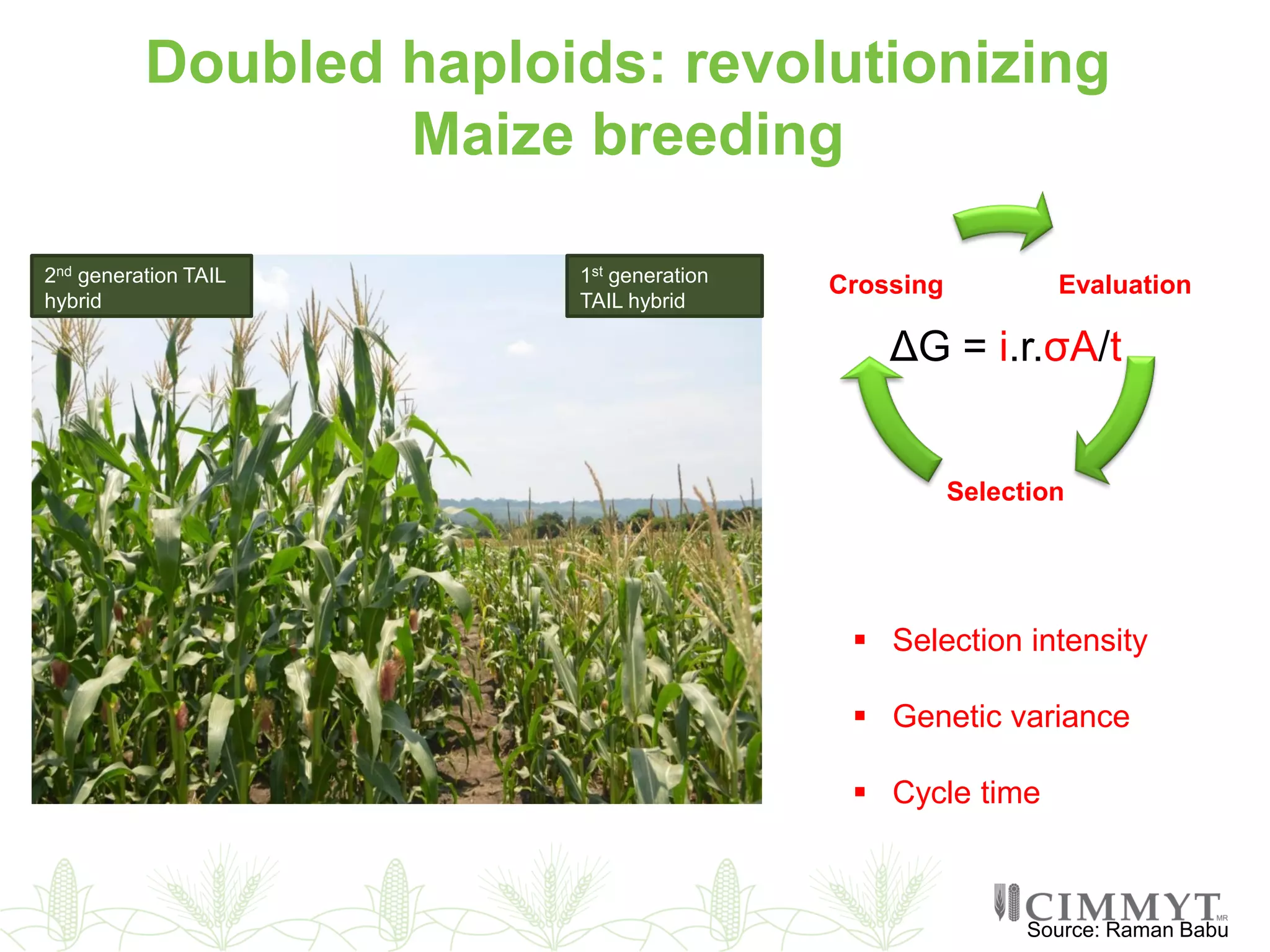 Doubled haploids: revolutionizing
Maize breeding
Source: Raman Babu
 Selection intensity
 Genetic variance
 Cycle time
1st generation
TAIL hybrid
2nd generation TAIL
hybrid
Evaluation
Selection
Crossing
ΔG = i.r.σA/t
 