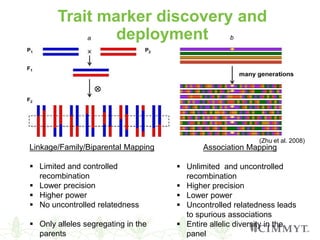 Genomic and enabling technologies in maize breeding for enhanced ...