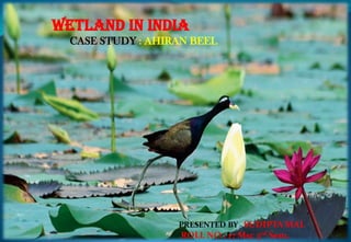 WETLAND IN INDIA
CASE STUDY : AHIRAN BEEL
PRESENTED BY : SUDIPTA MAL
ROLL NO : 17 Msc 3rd Sem.
 