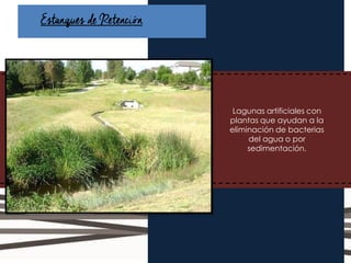 Estanques deRetención
Lagunas artificiales con
plantas que ayudan a la
eliminación de bacterias
del agua o por
sedimentación.
 