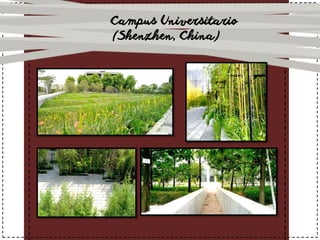 Campus Universitario
(Shenzhen, China)
 