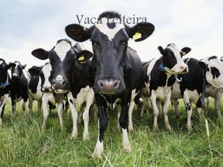 Vaca Leiteira
 