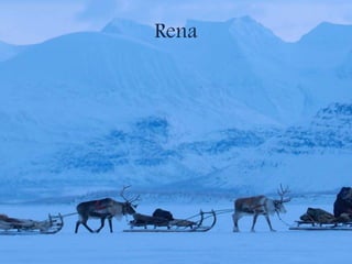 Rena
 