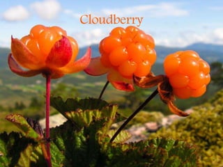 Cloudberry
 