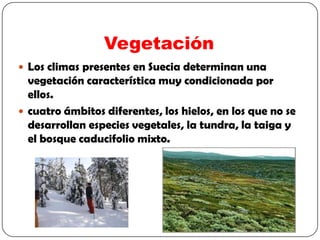 Vegetación
 Los climas presentes en Suecia determinan una
  vegetación característica muy condicionada por
  ellos.
 cuatro ámbitos diferentes, los hielos, en los que no se
  desarrollan especies vegetales, la tundra, la taiga y
  el bosque caducifolio mixto.
 