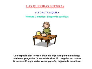 SUEGRA TRANQUILA
Nombre Científico: Suegronis pacificus
Una especie bien llevada. Deja a la hija libre para el noviazgo
sin hacer preguntas. Y encima te sirve té con galletas cuando
te conoce. Emigra varias veces por año, dejando la casa libre.
LAS QUERIDAS SUEGRAS
 