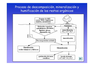 Proceso de descomposición, mineralización y
    humificación de los restos orgánicos
 