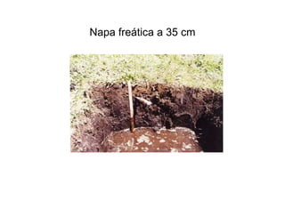 Napa freática a 35 cm
 
