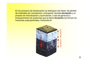 En los procesos de translocación se distinguen dos fases: de pérdida
de materiales por movilización y transporte, llamada eluviación y un
proceso de inmovilización y acumulación, o sea de ganancia o
enriquecimiento de sustancias que se llama iluviación (se forman los
horizontes subsuperficiales, horizontes B
 