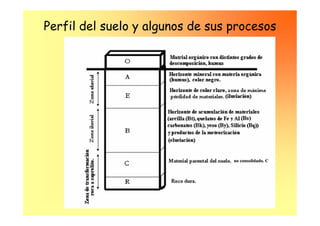 Perfil del suelo y algunos de sus procesos




                           , humus (Bh)


                                          no consolidado. C
 