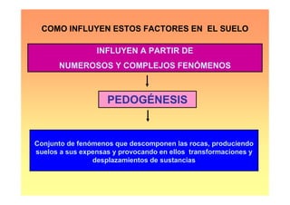 COMO INFLUYEN ESTOS FACTORES EN EL SUELO

                 INFLUYEN A PARTIR DE
      NUMEROSOS Y COMPLEJOS FENÓMENOS



                    PEDOGÉNESIS


Conjunto de fenómenos que descomponen las rocas, produciendo
suelos a sus expensas y provocando en ellos transformaciones y
                desplazamientos de sustancias
 