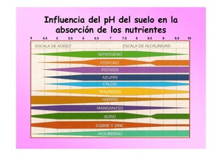 Influencia del pH del suelo en la
       absorción de los nutrientes
4   4.5   5   5.5   6   6.5   7   7.5   8   8.5   9   9.5   10
 