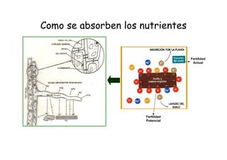Como se absorben los nutrientes


                                   Fertilidad
                                    Actual




                      Fertilidad
                      Potencial
 