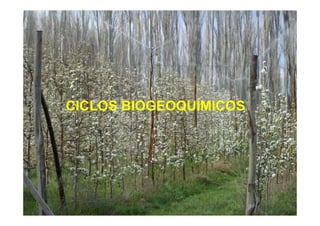 CICLOS BIOGEOQUÍMICOS
 