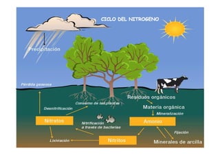 CICLO DEL NITROGENO
 