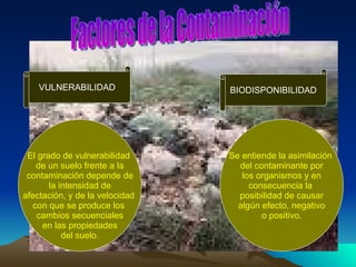 Factores de la Contaminación VULNERABILIDAD BIODISPONIBILIDAD El grado de vulnerabilidad  de un suelo frente a la contaminación depende de la intensidad de afectación, y de la velocidad  con que se produce los  cambios secuenciales en las propiedades del suelo. Se entiende la asimilación  del contaminante por los organismos y en consecuencia la  posibilidad de causar algún efecto, negativo o positivo. 