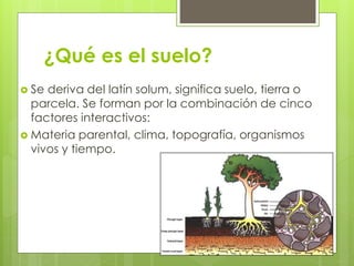 ¿Qué es el suelo?
Se deriva del latín solum, significa suelo, tierra o
parcela. Se forman por la combinación de cinco
factores interactivos:
Materia parental, clima, topografía, organismos
vivos y tiempo.