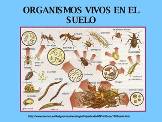 ORGANISMOS VIVOS EN EL SUELO http://www.tecnun.es/Asignaturas/ecologia/Hipertexto/05PrinEcos/110Suelo.htm 