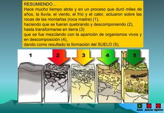 RESUMIENDO… Hace mucho tiempo atrás y en un proceso que duró miles de años, la lluvia, el viento, el frío y el calor, actuaron sobre las rocas de las montañas (roca madre) (1),  haciendo que se fueran quebrando y descomponiendo (2),  hasta transformarse en tierra (3)  que se fue mezclando con la aparición de organismos vivos y en descomposición (4),  dando como resultado la formación del SUELO (5).  Inicio Anterior Siguiente 