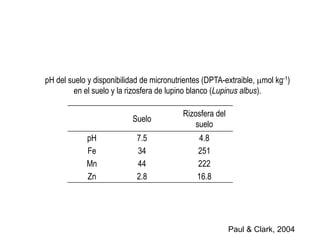 Suelo
Rizosfera del
suelo
pH 7.5 4.8
Fe 34 251
Mn 44 222
Zn 2.8 16.8
pH del suelo y disponibilidad de micronutrientes (DPTA-extraible, mol kg-1)
en el suelo y la rizosfera de lupino blanco (Lupinus albus).
Paul & Clark, 2004
 