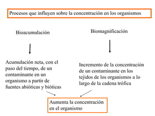 Bioacumulación Biomagnificación
Aumenta la concentración
en el organismo
Procesos que influyen sobre la concentración en los organismos
Acumulación neta, con el
paso del tiempo, de un
contaminante en un
organismo a partir de
fuentes abióticas y bióticas
Incremento de la concentración
de un contaminante en los
tejidos de los organismos a lo
largo de la cadena trófica
 