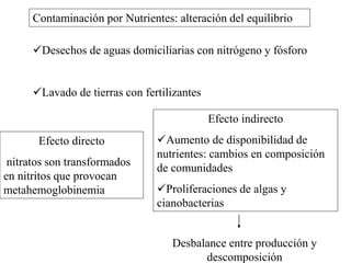 Contaminación por Nutrientes: alteración del equilibrio
Desechos de aguas domiciliarias con nitrógeno y fósforo
Lavado de tierras con fertilizantes
Efecto directo
nitratos son transformados
en nitritos que provocan
metahemoglobinemia
Efecto indirecto
Aumento de disponibilidad de
nutrientes: cambios en composición
de comunidades
Proliferaciones de algas y
cianobacterias
Desbalance entre producción y
descomposición
 