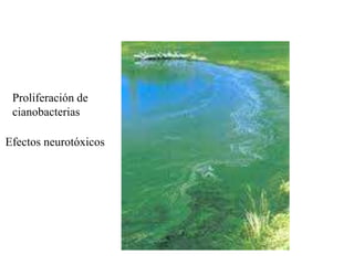 Proliferación de
cianobacterias
Efectos neurotóxicos
 