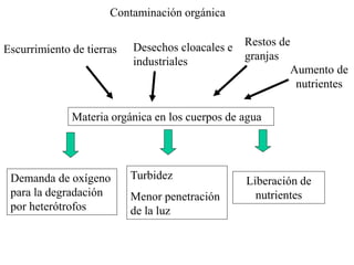 Contaminación orgánica
Escurrimiento de tierras Desechos cloacales e
industriales
Restos de
granjas
Materia orgánica en los cuerpos de agua
Demanda de oxígeno
para la degradación
por heterótrofos
Aumento de
nutrientes
Turbidez
Menor penetración
de la luz
Liberación de
nutrientes
 