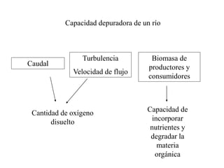 Capacidad depuradora de un río
Caudal
Turbulencia
Velocidad de flujo
Biomasa de
productores y
consumidores
Cantidad de oxígeno
disuelto
Capacidad de
incorporar
nutrientes y
degradar la
materia
orgánica
 