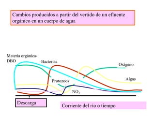 Algas
Oxígeno
Bacterias
NO3
Descarga
Corriente del río o tiempo
Cambios producidos a partir del vertido de un efluente
orgánico en un cuerpo de agua
Protozoos
Materia orgánica-
DBO
 