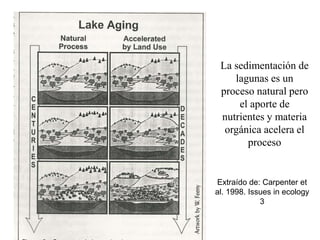 La sedimentación de
lagunas es un
proceso natural pero
el aporte de
nutrientes y materia
orgánica acelera el
proceso
Extraído de: Carpenter et
al. 1998. Issues in ecology
3
 