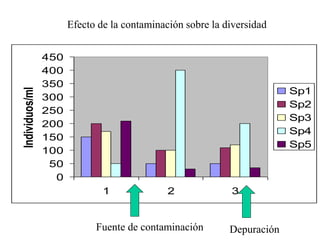 Efecto de la contaminación sobre la diversidad
0
50
100
150
200
250
300
350
400
450
1 2 3
Individuos/ml
Sp1
Sp2
Sp3
Sp4
Sp5
Fuente de contaminación Depuración
 