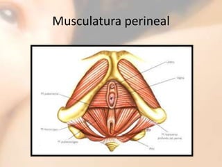 Musculatura perineal<br />