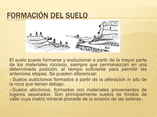 FORMACIÓN DEL SUELO 
El suelo puede formarse y evolucionar a partir de la mayor parte 
de los materiales rocosos, siempre que permanezcan en una 
determinada posición, el tiempo suficiente para permitir las 
anteriores etapas. Se pueden diferenciar: 
Suelos autóctonos formados a partir de la alteración in situ de 
la roca que tienen debajo. 
Suelos alóctonos, formados con materiales provenientes de 
lugares separados. Son principalmente suelos de fondos de 
valle cuya matriz mineral procede de la erosión de las laderas. 
 