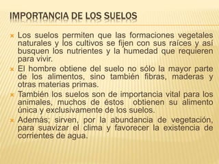 IMPORTANCIA DE LOS SUELOS 
 Los suelos permiten que las formaciones vegetales 
naturales y los cultivos se fijen con sus raíces y así 
busquen los nutrientes y la humedad que requieren 
para vivir. 
 El hombre obtiene del suelo no sólo la mayor parte 
de los alimentos, sino también fibras, maderas y 
otras materias primas. 
 También los suelos son de importancia vital para los 
animales, muchos de éstos obtienen su alimento 
única y exclusivamente de los suelos. 
 Además; sirven, por la abundancia de vegetación, 
para suavizar el clima y favorecer la existencia de 
corrientes de agua. 
 