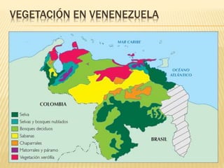 VEGETACIÓN EN VENENEZUELA 
 