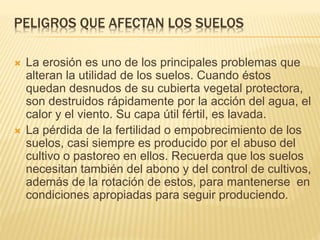 PELIGROS QUE AFECTAN LOS SUELOS 
 La erosión es uno de los principales problemas que 
alteran la utilidad de los suelos. Cuando éstos 
quedan desnudos de su cubierta vegetal protectora, 
son destruidos rápidamente por la acción del agua, el 
calor y el viento. Su capa útil fértil, es lavada. 
 La pérdida de la fertilidad o empobrecimiento de los 
suelos, casi siempre es producido por el abuso del 
cultivo o pastoreo en ellos. Recuerda que los suelos 
necesitan también del abono y del control de cultivos, 
además de la rotación de estos, para mantenerse en 
condiciones apropiadas para seguir produciendo. 
 