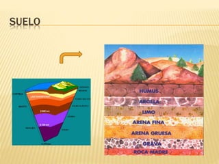 SUELO 
 