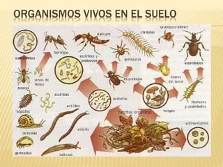 ORGANISMOS VIVOS EN EL SUELO 
 
