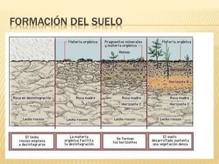 FORMACIÓN DEL SUELO 
 