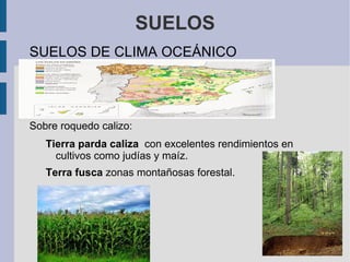 SUELOS Tipos de suelo: Fértil tiene suficiente agua y alimento para las plantas. En este tipo de suelo se pueden plantar muchos tipos de plantas como las hortalizas y los frutales. 