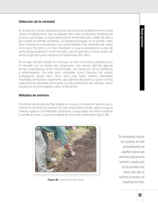 Selección de la variedad




                                                                                                         Manejo agronómico
En la selección de las variedades que se van a sembrar se debe tener en cuenta
varias consideraciones: que se adapten bien a las condiciones climáticas de
la zona, que tengan un buen potencial de rendimiento por unidad de área y
por unidad de semilla sembrada. La variedad escogida, en lo posible, debe
tener resistencia comprobada a las enfermedades más limitantes del cultivo
en la zona. Por último, y lo más importante, es que la variedad por su tipo de
grano tenga aceptación en el mercado y que le garantice un buen precio de
venta al agricultor para mejorar la competitividad del cultivo.

En el caso del fríjol voluble en Antioquia, es bien conocida la preferencia en
el mercado por los fríjoles tipo cargamanto, que reúnen además algunas
de las características antes mencionadas, con excepción de la resistencia
a enfermedades. Por esta razón, entidades como Corpoica han estado
investigando desde hace varios años para lograr obtener variedades
mejoradas de fríjol tipo cargamanto, que además de poseer un grano con las
características deseadas de acuerdo con las preferencias del mercado, tienen
resistencia a enfermedades y altos rendimientos.


Métodos de siembra

El método de siembra del fríjol voluble es manual y consiste en hacer el surco,
colocar en el fondo el correctivo (la cal) incorporado al suelo, aplicar luego la
materia orgánica y el fertilizante compuesto y luego tapar con tierra y sembrar
la semilla a chuzo, a una profundidad de dos a tres centímetros (figura 38).




                                                                                    Se recomienda realizar
                                                                                      las siembras de fríjol
                                                                                        preferiblemente en
                                                                                       aquellas épocas que
                                                                                    permitan programar la
                                                                                     cosecha o recolección
                                                                                       en los períodos más
                                                                                        secos, para que se
                                                                                    faciliten el secado y el
                        Figura 38. Siembra del fríjol voluble
                                                                                        beneficio del fríjol.
                                                                                                      59
 