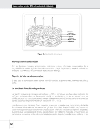 Buenas prácticas agrícolas (BPA) en la producción de fríjol voluble




                                                                                     Basura
                                                                                     Estiércol
                                                                                     Cal o ceniza
                                                                                     Basura
                                                                                     Estiércol
                                                                                      Cal o ceniza
                                                                                     Estiércol




                                           Figura 40. Estratificación del compost.




 Microorganismos del compost

 Son las bacterias, hongos actinomicetos, protozoos y otros, principales responsables de la
 degradación de materia orgánica. Las colonias varían a lo largo del proceso y según la profundidad
 en la pila. Su diversidad no permite que el proceso se detenga.


 Elección del sitio para la compostera

 El sitio para la compostera debe contar con fácil acceso, superficie firme, barreras naturales y
 techo.


 La simbiosis Rhizobium-leguminosa

 La fijación biológica de nitrógeno atmosférico —FBN— constituye una fase clave del ciclo del
 nitrógeno en la naturaleza, su forma molecular N2 no es absorbida por los eucariotes como las
 plantas, excepto por ciertos procariotes, aunque las leguminosas lo hacen directamente en simbiosis
 con las bacterias del género Rhizobium (Alexander, 1971; 1977).

 Los Rhizobium son bacterias Gram negativas y aerobias obligadas que pertenecen a la familia
 Rhizobiaceae. Entre ellos se encuentran los géneros Rhizobium, Bradyrhizobium y Azorhizobium.
 Estos microorganismos del suelo forman una asociación simbiótica con distintas especies de plantas,
 durante la cual son capaces de llevar a cabo la fijación del nitrógeno molecular. En la simbiosis las
 bacterias se encuentran en las raíces de las plantas dentro de estructuras llamadas nódulos. Ni las
70
 