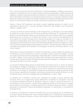 Buenas prácticas agrícolas (BPA) en la producción de fríjol voluble


 Pero, ¿cómo se produce la simbiosis? El Rhizobium y la planta establecen un diálogo molecular que
 prepara en las células de la raíz un hábitat (nódulos y estructuras globulares), donde la bacteria se
 establece y evade la respuesta de defensa de la planta. En esta estructura se realiza el proceso de
 fijación del nitrógeno atmosférico que es reducido para crear amonio, compuesto utilizado por el fríjol
 para crecer. Esta forma de fijación de nitrógeno equivale a una fertilización biológica anticontaminante,
 porque no incrementa los nitratos en el suelo y promueve una agricultura sustentable.

 Graham y Rosas (1977) reportaron que existe una gran variabilidad genética en relación con la
 capacidad de fijación de N2, y que los genotipos tardíos fijan más nitrógeno que los precoces
 (Graham y Halliday, 1977).

 Un factor que limita el proceso simbiótico entre la leguminosa y el Rhizobium es la disponibilidad
 de fósforo por el alto consumo de ATP de las reacciones enzimáticas. El requerimiento de este
 elemento se hace evidente a medida que el rendimiento del cultivo comienza a disminuir en aquellos
 tratamientos que no cuentan con un aporte del nutriente, o que no tienen el acompañamiento de
 la inoculación con hongos formadores de micorrizas arbusculares, los cuales se convierten en un
 mecanismo indispensable dentro del proceso de fijación de nitrógeno atmosférico por su mayor
 capacidad de tomar el fósforo en suelos con limitada disponibilidad; este efecto sinérgico se conoce
 como la simbiosis tripartita (planta-hongo-bacteria). De hecho, cuando hay bajos niveles de fósforo,
 es posible la penetración de la bacteria en el hospedero, la infección permanece latente y no se
 forman nódulos.

 Dentro de los nódulos las bacterias se convierten en bacteroides, que son células más grandes que
 los Rhizobium, que se encuentran en el suelo y que llevan a cabo la fijación de nitrógeno, porque
 son capaces de formar la enzima nitrogenasa, responsable de la conversión del nitrógeno molecular
 en amonio. Debido a esta simbiosis, la planta recibe nitrógeno que puede utilizar para sí misma,
 mientras que las bacterias utilizan moléculas que les proporciona la planta. La simbiosis se inhibe si
 hay exceso de nitrato o amonio en el suelo.

 La asociación Rhizobium/leguminosa es responsable de la fijación de por lo menos 35 millones
 de toneladas de nitrógeno anualmente, lo cual es altamente importante en los países de América
 tropical, donde la deficiencia de nitrógeno es uno de los factores que más limitan la producción
 de cultivos. Sin embargo, es importante considerar que la cantidad de nitrógeno fijado por el fríjol
 es muy diversa; depende de la variedad, de la eficiencia fijadora de la bacteria Rhizobium y de las
 condiciones físicas, químicas y biológicas del suelo (Ballesteros y Lozano, 1994).

 La utilización de un Rhizobium infectivo (con capacidad de nodular) y efectivo (eficiente para
 la fijación del N2) en la leguminosa implica determinar la necesidad de inoculación. Para ello
 se corrobora la existencia del tipo de Rhizobium nativo en el suelo, su eficiencia para fijar N2, la
 concentración de N en el suelo y si la leguminosa elegida se siembra con frecuencia en la región
 para mantener su rendimiento. Lo ideal es seleccionar un Rhizobium altamente infectivo y efectivo
 para lograr una disminución máxima del fertilizante nitrogenado, sin decremento en el rendimiento
 de la leguminosa.

 En general, la inoculación se puede recomendar para una zona agrícola que se sembrará con
 una nueva especie de leguminosa. Para controlar la calidad de un inoculante de una leguminosa
 específica, es necesario mantener un número de Rhizobium de aproximadamente 106 bacterias/g
72
 