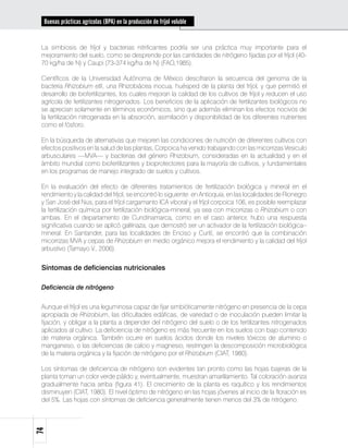 Buenas prácticas agrícolas (BPA) en la producción de fríjol voluble


 La simbiosis de fríjol y bacterias nitrificantes podría ser una práctica muy importante para el
 mejoramiento del suelo, como se desprende por las cantidades de nitrógeno fijadas por el fríjol (40-
 70 kg/ha de N) y Caupi (73-374 kg/ha de N) (FAO,1985).

 Científicos de la Universidad Autónoma de México descifraron la secuencia del genoma de la
 bacteria Rhizobium etli, una Rhizobiácea inocua, huésped de la planta del fríjol, y que permitió el
 desarrollo de biofertilizantes, los cuales mejoran la calidad de los cultivos de fríjol y reducen el uso
 agrícola de fertilizantes nitrogenados. Los beneficios de la aplicación de fertilizantes biológicos no
 se aprecian solamente en términos económicos, sino que además eliminan los efectos nocivos de
 la fertilización nitrogenada en la absorción, asimilación y disponibilidad de los diferentes nutrientes
 como el fósforo.

 En la búsqueda de alternativas que mejoren las condiciones de nutrición de diferentes cultivos con
 efectos positivos en la salud de las plantas, Corpoica ha venido trabajando con las micorrizas Vesiculo
 arbusculares —MVA— y bacterias del género Rhizobium, consideradas en la actualidad y en el
 ámbito mundial como biofertilizantes y bioprotectores para la mayoría de cultivos, y fundamentales
 en los programas de manejo integrado de suelos y cultivos.

 En la evaluación del efecto de diferentes tratamientos de fertilización biológica y mineral en el
 rendimiento y la calidad del fríjol, se encontró lo siguiente: en Antioquia, en las localidades de Rionegro
 y San José del Nus, para el fríjol cargamanto ICA viboral y el fríjol corpoica 106, es posible reemplazar
 la fertilización química por fertilización biológica-mineral, ya sea con micorrizas o Rhizobium o con
 ambas. En el departamento de Cundinamarca, como en el caso anterior, hubo una respuesta
 significativa cuando se aplicó gallinaza, que demostró ser un activador de la fertilización biológica–
 mineral. En Santander, para las localidades de Enciso y Curití, se encontró que la combinación
 micorrizas MVA y cepas de Rhizobium en medio orgánico mejora el rendimiento y la calidad del fríjol
 arbustivo (Tamayo V., 2006).


 Síntomas de deficiencias nutricionales

 Deficiencia de nitrógeno


 Aunque el fríjol es una leguminosa capaz de fijar simbióticamente nitrógeno en presencia de la cepa
 apropiada de Rhizobium, las dificultades edáficas, de variedad o de inoculación pueden limitar la
 fijación, y obligar a la planta a depender del nitrógeno del suelo o de los fertilizantes nitrogenados
 aplicados al cultivo. La deficiencia de nitrógeno es más frecuente en los suelos con bajo contenido
 de materia orgánica. También ocurre en suelos ácidos donde los niveles tóxicos de aluminio o
 manganeso, o las deficiencias de calcio y magnesio, restringen la descomposición microbiológica
 de la materia orgánica y la fijación de nitrógeno por el Rhizobium (CIAT, 1980).

 Los síntomas de deficiencia de nitrógeno son evidentes tan pronto como las hojas bajeras de la
 planta toman un color verde pálido y, eventualmente, muestran amarillamiento. Tal coloración avanza
 gradualmente hacia arriba (figura 41). El crecimiento de la planta es raquítico y los rendimientos
 disminuyen (CIAT, 1980). El nivel óptimo de nitrógeno en las hojas jóvenes al inicio de la floración es
 del 5%. Las hojas con síntomas de deficiencia generalmente tienen menos del 3% de nitrógeno.
74
 