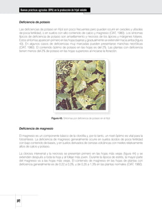 Buenas prácticas agrícolas (BPA) en la producción de fríjol voluble


 Deficiencia de potasio

 Las deficiencias de potasio en fríjol son poco frecuentes pero pueden ocurrir en oxisoles y ultisoles
 de poca fertilidad, o en suelos con alto contenido de calcio y magnesio (CIAT, 1980). Los síntomas
 típicos de deficiencia de potasio son amarillamiento y necrosis de los ápices y márgenes foliares.
 Estos síntomas aparecen primero en las hojas bajeras y gradualmente se extienden hacia arriba (figura
 43). En algunos casos de deficiencias muy marcadas pueden presentarse manchas necróticas
 (CIAT, 1980). El contenido óptimo de potasio en las hojas es del 2%. Las plantas con deficiencia
 tienen menos del 2% de potasio en las hojas superiores al iniciarse la floración.




                                 Figura 43. Síntomas por deficiencia de potasio en el fríjol.



 Deficiencia de magnesio

 El magnesio es un componente básico de la clorofila y, por lo tanto, un nivel óptimo es vital para la
 fotosíntesis. La deficiencia de magnesio generalmente ocurre en suelos ácidos de poca fertilidad
 con bajo contenido de bases, y en suelos derivados de cenizas volcánicas con niveles relativamente
 altos de calcio y potasio.

 La clorosis intervenal y la necrosis se presentan primero en las hojas más viejas (figura 44) y se
 extienden después a toda la hoja y al follaje más joven. Durante la época de estrés, la mayor parte
 del magnesio va a las hojas más viejas. El contenido de magnesio en las hojas de plantas con
 deficiencia generalmente es de 0,22 a 0,3%, y de 0,35 a 1,3% en las plantas normales (CIAT, 1980).
76
 