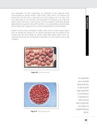 Las variedades de fríjol cargamanto se siembran en las regiones antes
mencionadas en alturas desde 1.800 hasta 2.500 msnm, en sistemas de
producción de fríjol solo o asociado con otros cultivos como el maíz. Son




                                                                                                Manejo agronómico
muy apreciados en el mercado, principalmente en Antioquia, por el tipo de
grano (color crema rojo o rojo crema), su forma ovalada y el tamaño grande
(generalmente superior a 60 g/100 semillas). Una característica desfavorable
de los fríjoles tipo cargamanto es su alta susceptibilidad a enfermedades.

Existen muchas otras variedades criollas, tales como el uribe rosado (figura
30) y el sangre toro (figura 31), la mayoría arbustivos que se cultivan en las
condiciones del clima medio en alturas desde 800 hasta 2.000 msnm, en
sistemas de producción de fríjol solo o asociado con otros cultivos como café
y plátano.




                          Figura 30. Fríjol uribe rosado.



                                                                                    Se recomienda
                                                                                    que la variedad
                                                                                  seleccionada por
                                                                                   su tipo de grano
                                                                                  tenga aceptación
                                                                                   en el mercado y
                                                                                    le garantice un
                                                                                    buen precio de
                                                                                 venta al agricultor
                                                                                    para mejorar la
                                                                                 competitividad del
                          Figura 31. Fríjol sangre de toro
                                                                                            cultivo.
                                                                                             53
 